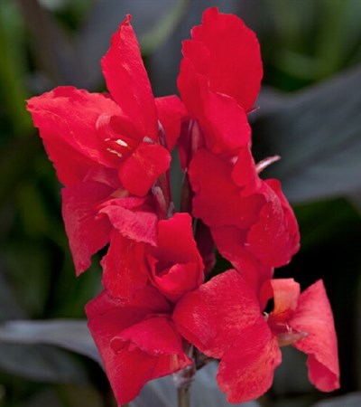 Canna Lily Toucan® Scarlet